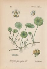 Ordinaires Wassernabel