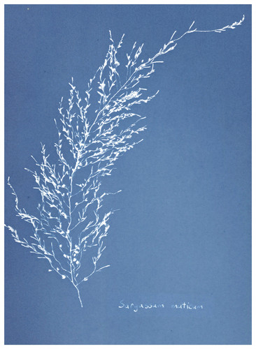Cyanotype hommage anna - hommage,