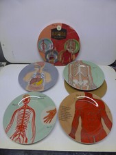 assiette anatomical porcelaine