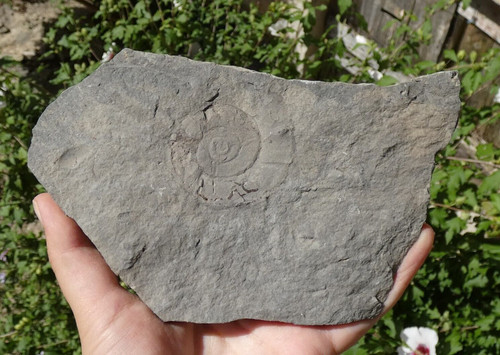 Plaque empreinte ammonite - plaque,
