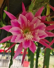 Epiphyllum grace ann - grace,