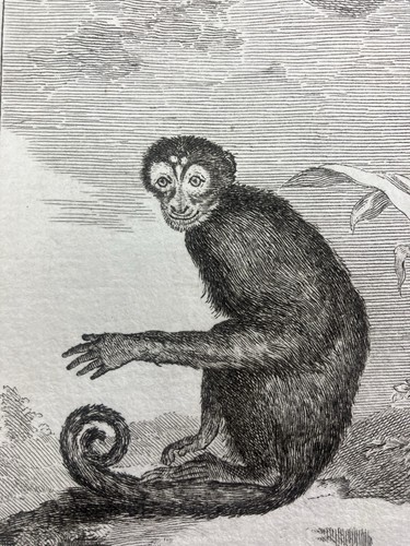 Singe capucin saï sajou - saï,