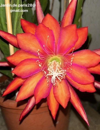 Coral dance cactus - dance,
