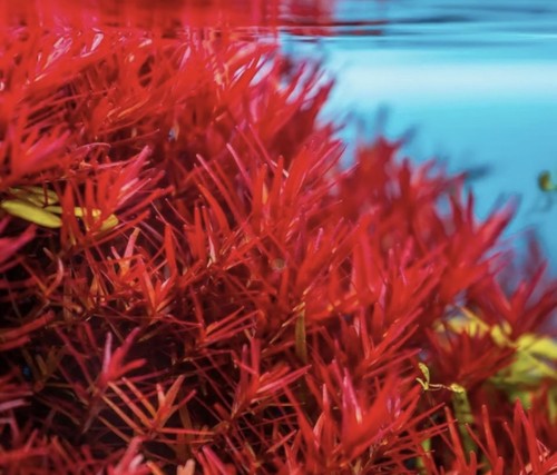 Promo lot plantes - promo,