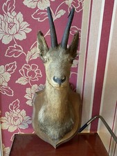 TAXIDERMIE - FANTASTIQUE TÊTE DE CHÈVRE - Trophée De Chasse