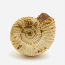 Ammonite fossile -