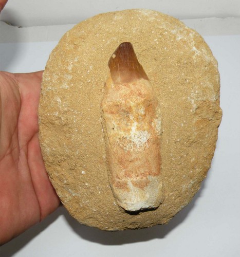 Dent mosasaurus anceps - mosasaurus,