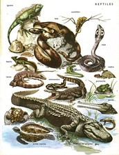 Document planche ancienne