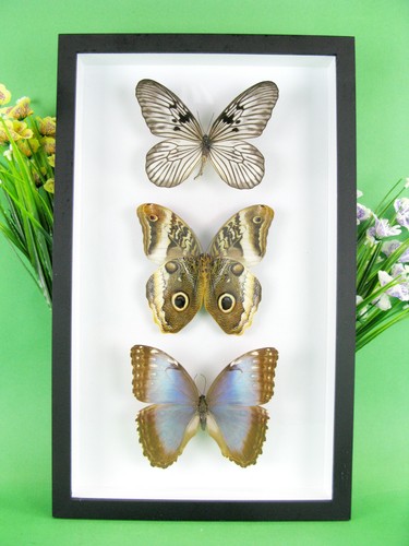 Beaux papillons magnifiques - beaux,