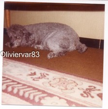 Vintage photo 1979 - grey poodle dog laying