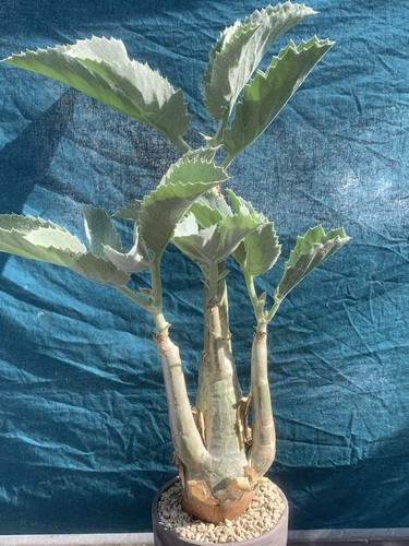 Cyphostemma seitzianum pot - seitzianum,