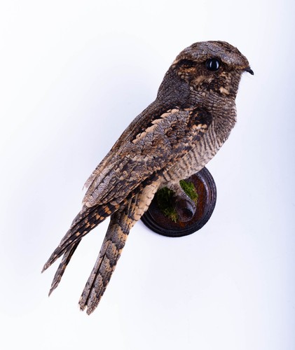 Taxidermy bird nightjar wall - taxidermy,