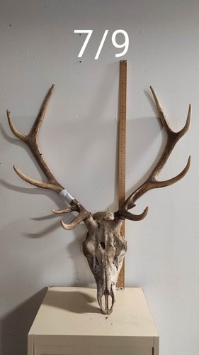 Massacre bois cerf - massacre,