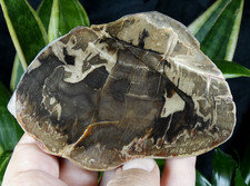 Bois fossilisé / pétrifié