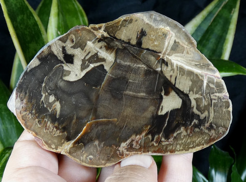 Bois fossilisé pétrifié - fossilisé,