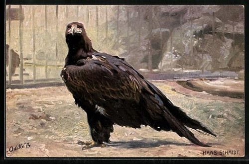 Artist postcard eagle - , in