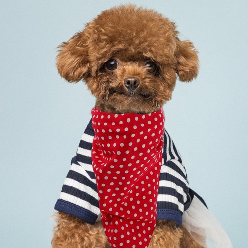 Chien collier collerette - chien,