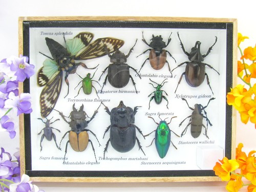 Insectes exotiques réel - 3d,