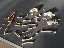 Squelette désarticulé de Poule ; Gallus gallus