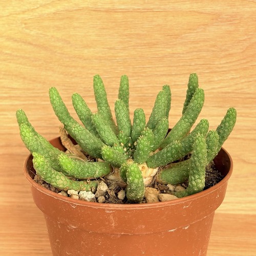 Euphorbia esculenta pot cm - euphorbia, 14
