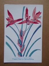 Carte orchidée maxillaria - §,