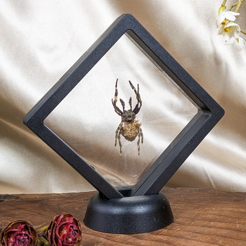 Tree stump spider floating - tree,