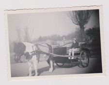 photo ancienne ?️ fillette en calèche poney, enfance au zoo 1950