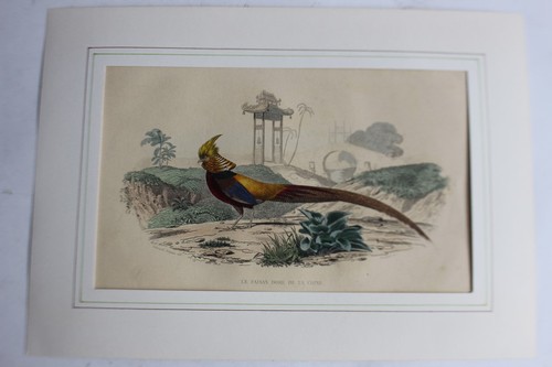 Gravure faisan doré - gravure, travies