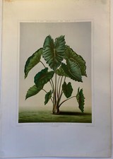 Colocasia Bataviensis, Les promenades de paris, 1873, Alphand.