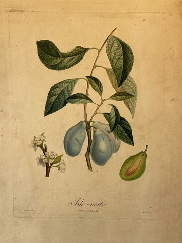 Poiteau pomologie - la,
