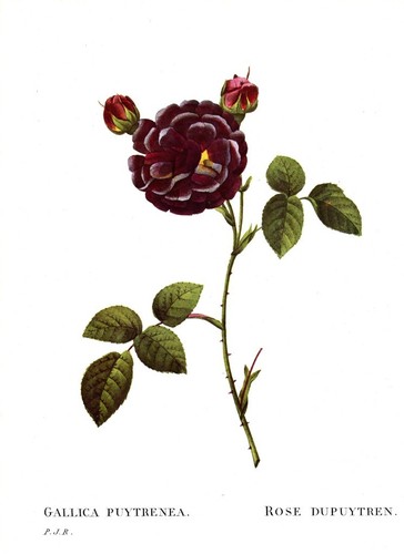 Botanical Print, Redoute
