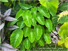 Colocasia fallax Silver Splash