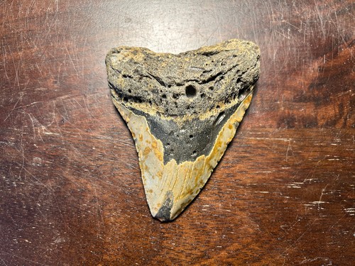 Dent megalodon fossile 100%