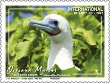 caledonia 2025 caledonie bird seabird red-footed booby  Sula sula  1v mnh