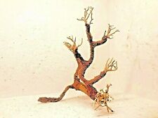 racine mangrove araignée