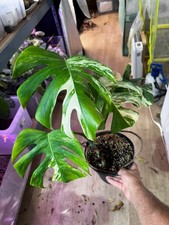 Monstera Albo Variegata Small Form – Plante Rare et Originale – Parfaite Santé