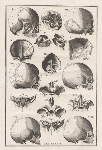 Crâne humain anatomie - crâne,