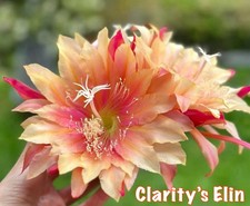 🌸 Epiphyllum CLARITY’S