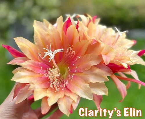 Epiphyllum clarity s - 🌸, clarity’s