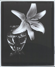 Bell, nature morte "lily in round vase", 2004  Vintage print, signature du photo