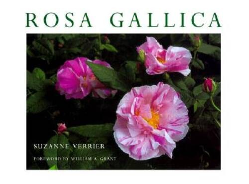 Rosa gallica paperback - rosa,