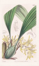 Maxillaria decolor jamaïque - maxillaria,