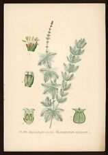 Planche botanique : Myriophylle en épi.Atlas des plantes de France, Masclef,XIXe