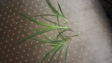 3 Spider Plant babies!  ready to plant! FREE SHIPPING!!!
