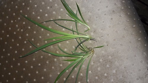 Spider plant babies ready - 3, babies!