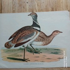 Gravure ancienne – Oiseaux