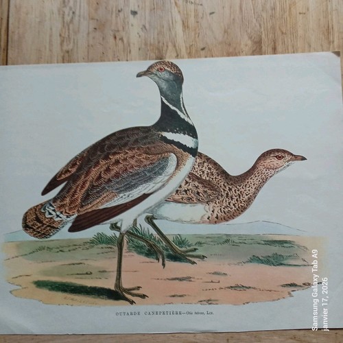 Gravure ancienne oiseaux - ancienne, –