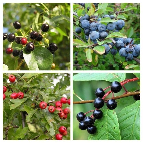 Fruits sauvages tolérants - , au