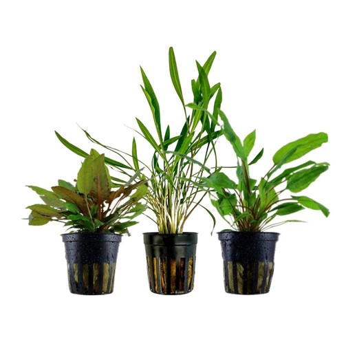 Ensemble cryptocoryne avec - ensemble, 3