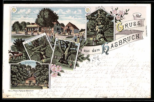 Lithographie hasbruch chêne - hasbruch,,